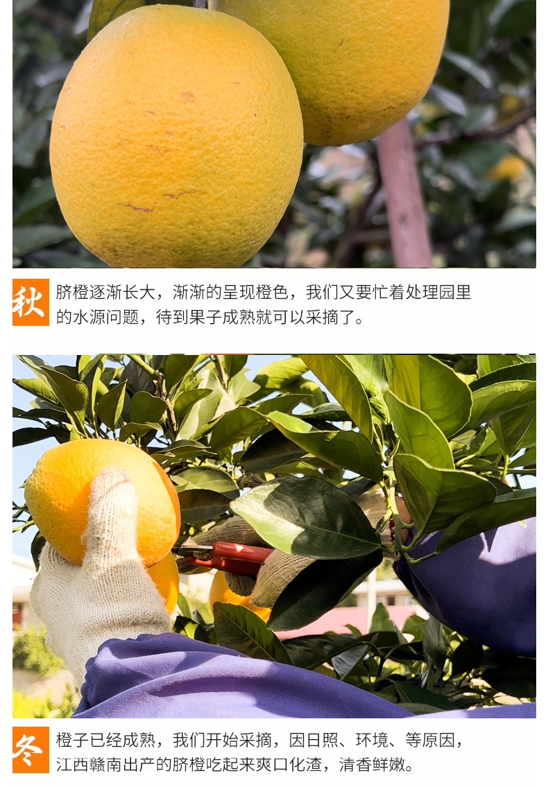 和萬安|生態農業|有機食品|綠色食品|稻田共養